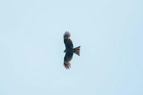 Black kite soaring high in a clear blue sky with wings fully spread. Minima.. Stock Photos