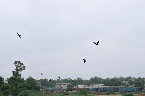 Black kite soaring through an overcast sky above an Indian city Stock Photos