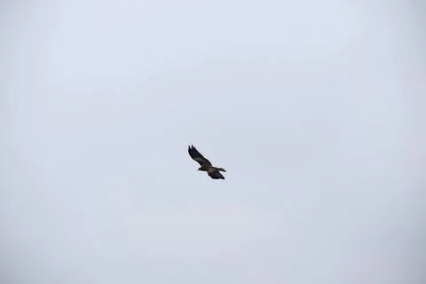 Black kite soaring through an overcast sky above an Indian city Stock Photos