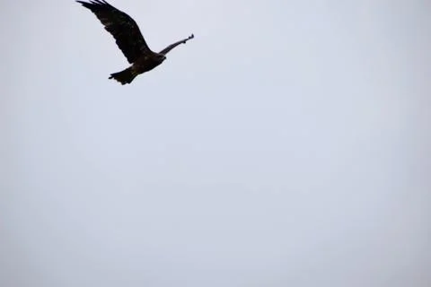 Black kite soaring through an overcast sky above an Indian city Stock Photos