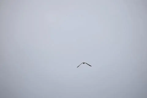 Black kite soaring through an overcast sky above an Indian city Stock Photos
