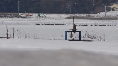 Black Kite Taking a Rest in the Snow. Stock Footage 301951553