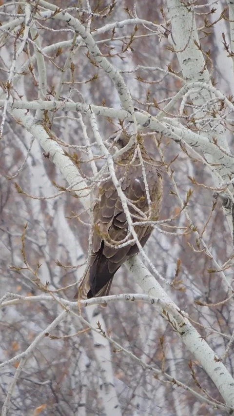 A black kite on a tree Vídeo Stock 339639620