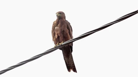 Black Kite on a wire Stock Footage 49068776