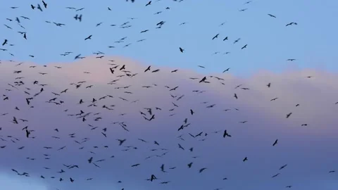 Black kites (Milvus migrans) in migration, Spain Stock Footage 234425283