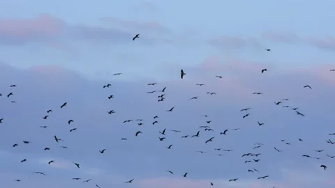 Black kites (Milvus migrans) on migration, Spain Stock Footage 234425378