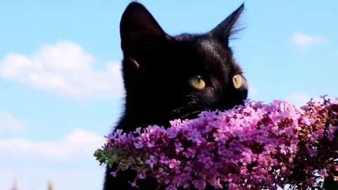 Black kitten and Buddleia David flowers close-up on blue sky background. Stock Footage 278534811