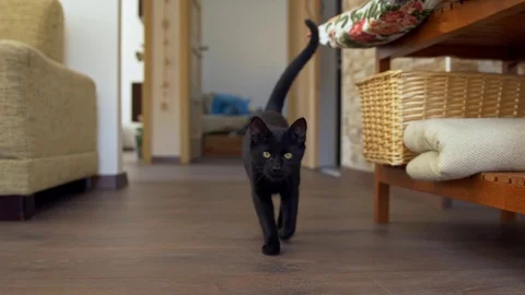 Black kitten approaching camera Stock Footage 105272044