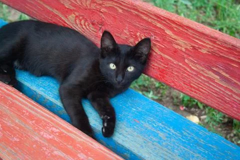 Black kitten on bench Stock Photos