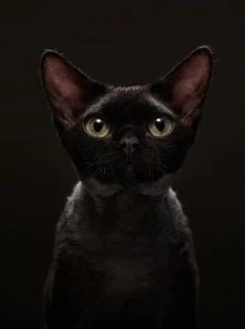 Black kitten on a black background. Devon Rex cat Stock Photos
