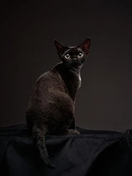 Black kitten on a black background. Devon Rex cat Foto stock
