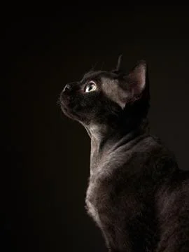 Black kitten on a black background. Devon Rex cat Stock Photos