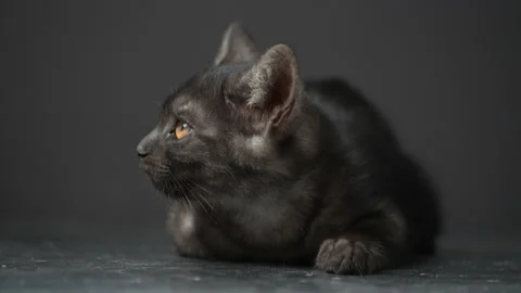 Black kitten on black background. Kitten at three month old of life, indoors Stock Footage 237990816