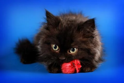 Black kitten breed Persian caught toy mouse Stock Photos