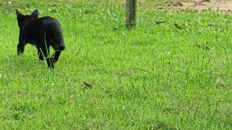 Black kitten cat walk on grass. Stock Footage 304404853