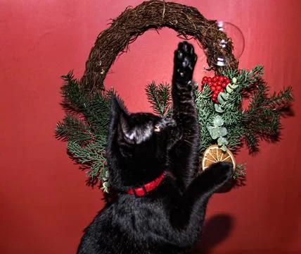 Black  kitten  catching a  bubble  next to  a christmas  wreath Stock Photos