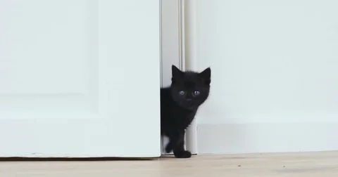 Black kitten coming from behind the door searching Video stock 80807495