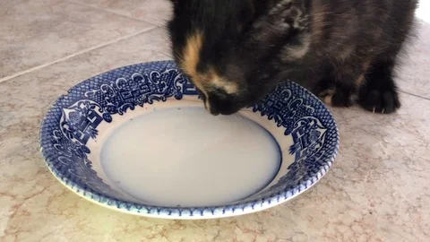 Black kitten drinking milk from blue plate Stock Footage 119667485