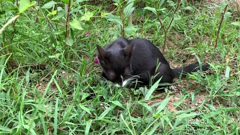 Black kitten eating grass Stock Footage 157468647