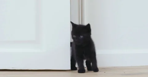 Black kitten entering a room searching Stock Footage 80807529