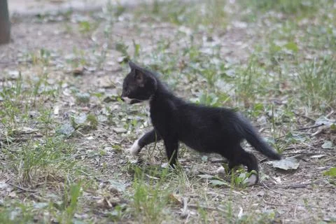 Black kitten exploring grassy area in springtime Foto stock