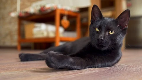 Black kitten on the floor Stock Footage 105271984