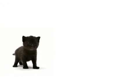 Black kitten Video stock 22664499
