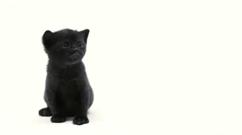 Black kitten Stock Footage 22664501