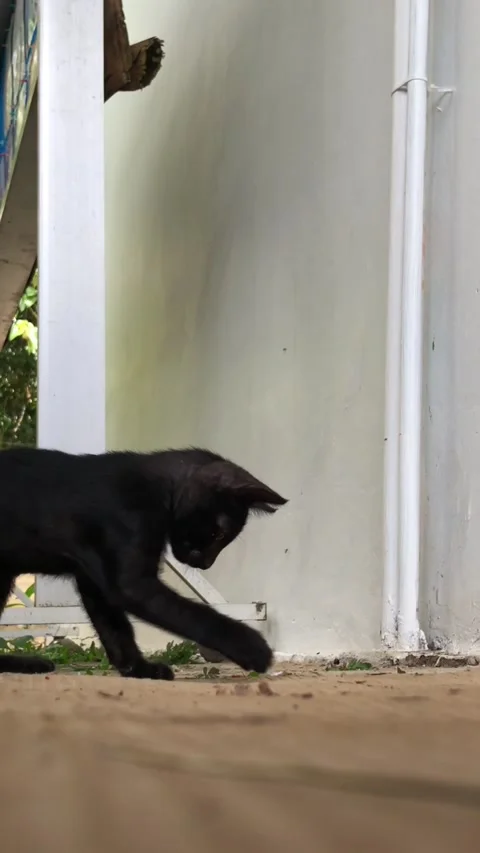Black kitten Stock Footage 220824135