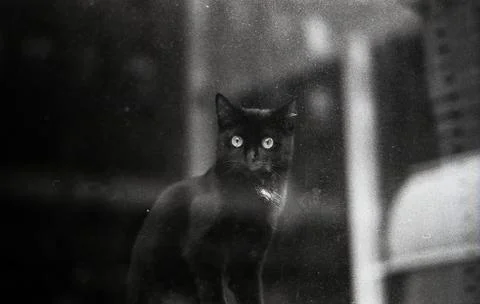 A black kitten gazes out of the window in Amsterdam, shot on analog film Stock Photos