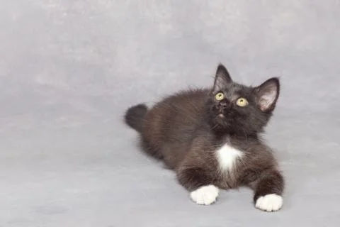 Black kitten on a gray background Stock Photos