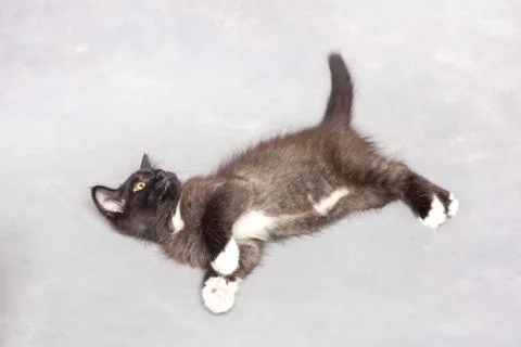 Black kitten on a gray background Stock Photos