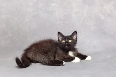 Black kitten on a gray background Stock Photos
