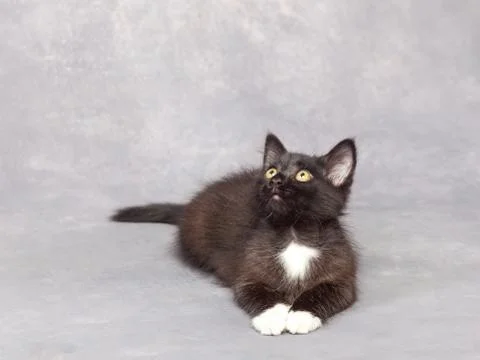 Black kitten on a gray background Stock Photos