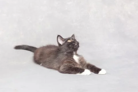 Black kitten on a gray background Stock Photos