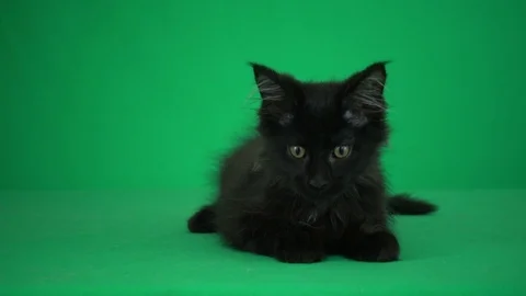 Black kitten on a green background Stock Footage 83790951