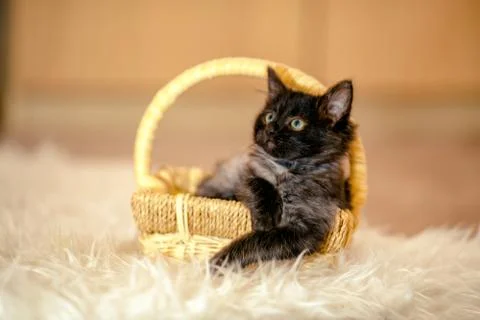 Black kitten important collapsed in a wicker basket. age 1 month Stock Photos