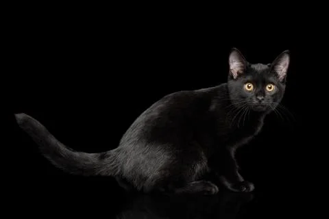 Black Kitten on isolated background Stock Photos