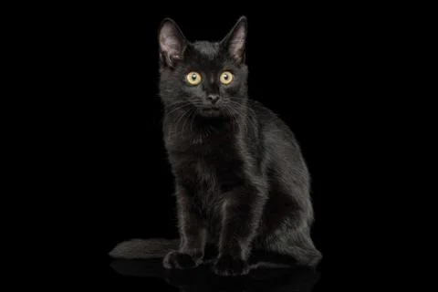 Black Kitten on isolated background Stock Photos