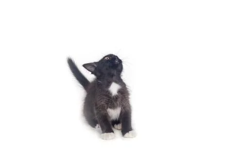 Black kitten  isolated on a white background Stock Photos