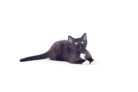 Black kitten  isolated on a white background Stock Photos