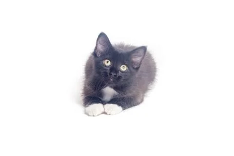 Black kitten  isolated on a white background Stock Photos