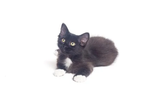 Black kitten  isolated on a white background Stock Photos