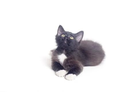 Black kitten  isolated on a white background Stock Photos