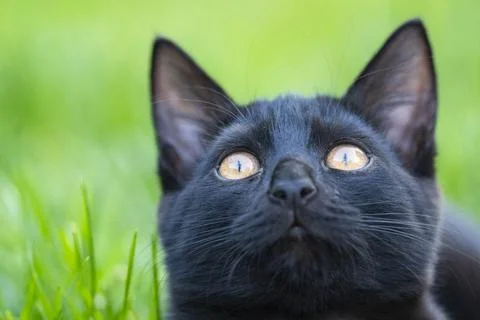 Black Kitten Looking at Camera on Green Grass 写真素材