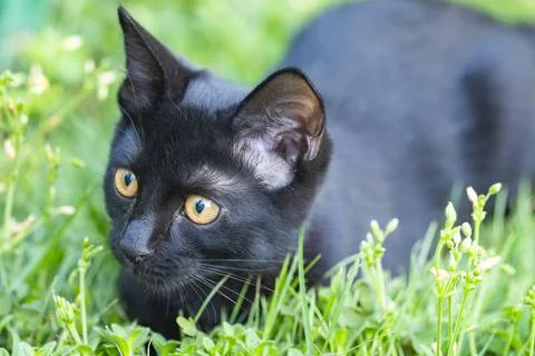 Black Kitten Looking at Camera on Green Grass Stock Photos