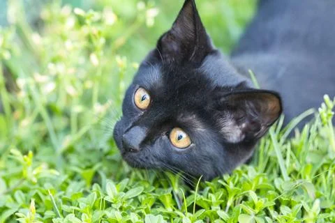 Black Kitten Looking at Camera on Green Grass Fotos de archivo