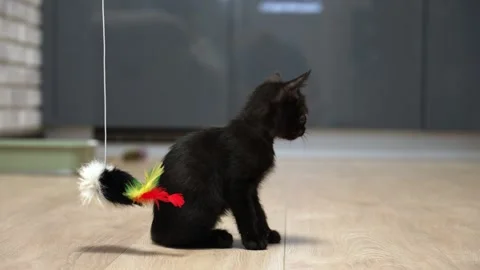Black kitten losing interest in feather toy Stock Footage 343489518