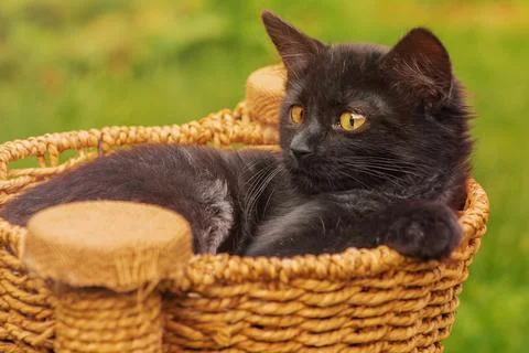 A black kitten in a padded couch in the middle of the grass. A pet, a cat i.. Stock Photos