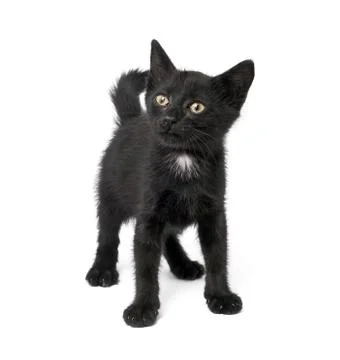 Black kitten Stock Photos